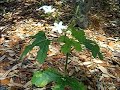 stinging nettles plant