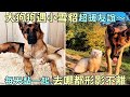 「大狗狗遇小雪貂」超暖友誼～每天黏一起,去哪都形影不離：最愛你了