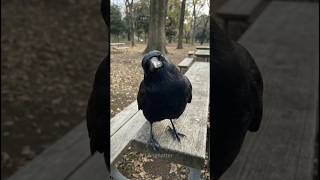 Why You Should NEVER Mess With a Crow 👀