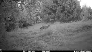 Eurasian lynx (Lynx lynx)