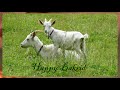 bakrid whatsapp status 2019 eid ul adha status 2019 bakrid mubarak 2019 shorts