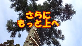 杉の木の伐採（一本目）③　ー　庭木を自分で伐採