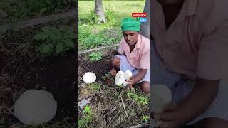 நேற்று மழையில் முளைத்த காளான்#farmerslife#agriculture#satisfying#shortsfeed