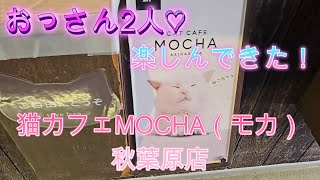 【猫カフェ】おっさん二人で猫カフェに行ってきた！【MOCHA（モカ）秋葉原店】