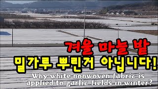 마늘밭에 왜 하얀이불을 덮을고?  Why white nonwoven fabric is applied to garlic fields in winter