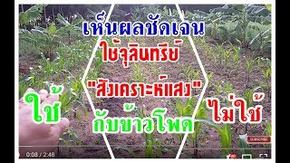 ใช้จุลินทรีย์สังเคราะห์แสงกับข้าวโพดชัดเจนมาก..