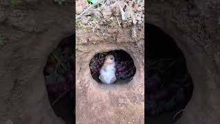 The little rabbit's teeth are so white #Cute Pet Debut Plan #Rabbit #Rural Cute Pet