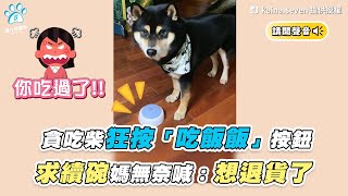 【貪吃柴狂按「吃飯飯」按鈕 求續碗媽無奈喊：想退貨了】｜TikTok / kaina.seven / blackshibainu_dodo  IG / dodobean_0511