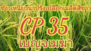 ข้าวเหนียวนาปรังเปลือกเมล็ดสีขาว.....CP 35.....เบญจเมฆา