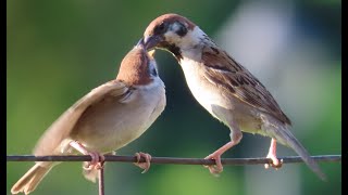 麻雀父母餵食小孩秀Sparrow parents feed their fledglings#麻雀 #sparrow #スズメ