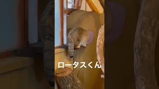 #shorts  行こうかな〜とロータスくん　マヌルネコ　埼玉県こども動物自然公園　2022年12月4日