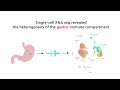 microbiome and immune cell deep characterization among asymptomatic h. pylori infected individuals