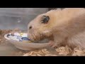 ごんちゃんの出してアピールに歓喜した朝 i m very happy because gon is doing well. ☆ english subtitles かわいいハムスター hamster