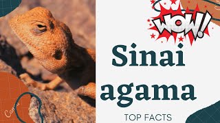 Sinai agama facts 🦎 found in Libya, Egypt, Israel, Jordan, 🇸🇾 🇸🇦 🇦🇪 🇴🇲 🇸🇩 🇪🇹 🇪🇷 🇩🇯