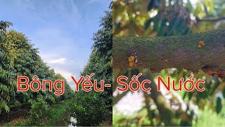 Hạn chế chồi lá khi sốc nước và Dinh Dưỡng nuôi bông sau dỡ bạc. Thuấn 0795808180