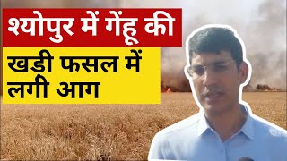 SHEOPUR | श्योपुर में गेंहू की खड़ी फसल में लगी आग | TOP NEWS | ACHARAN NEWS