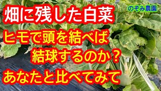 【ハクサイ】現状、あなたと比較して下さい。ヒモでくくれば、結球して丸くなるのか？解説します。