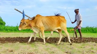 Cow Ploughing the Field | Cow Videos