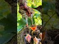 mother bird feeding babies birdlife