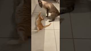 プロレスごっこする猫たち Cats play fighting 【Shorts】