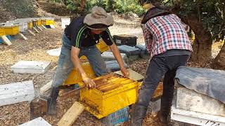 2021年蜂蜜採收|荔枝蜜|龍眼蜜|職業場採收過程，彰化八卦山   Honey Harvesting Process in Central Taiwan