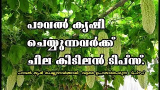 പാവല്‍ കൃഷി ചെയ്യുന്നവര്‍ക്ക് ചില കിടിലന്‍  ടിപ്‌സ് - Paval Krishi Tips