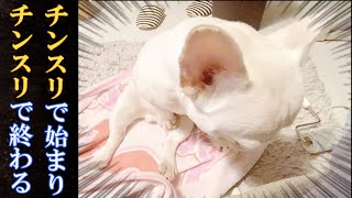 Mysterious and interesting day of dog【frenchbulldog】