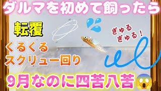 【メダカ】初めてのダルマ飼育☺転覆病にクルクル回る治し方🌀まだ9月なのに大変❗謎のスクリュー回転#治療#対策#めだか#だるま#転覆病#越冬