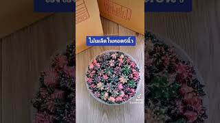 แพ็คไม้ชำหน่อ​ไม้เมล็ดกัน​📦📦 #cactus #แคคตัส #กระบองเพชร #ยิมโนด่าง #ไม้เมล็ด #​ชำหน่อ