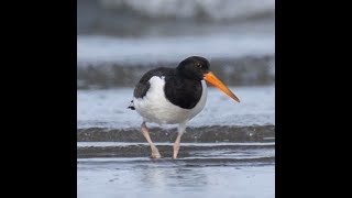 野鳥シリーズ１３号　ミヤコドリ　松坂港　５主海岸　鴨の大群　日本丸　帆船　２０２１年Oystercatcher