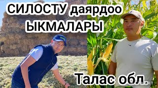 Силосту даярдоо ыкмалары. ТОРРО гибриди, Green Life Seed, Талас. жугору/кукуруза