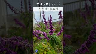 【路傍の花】268/アメジストセージ　#shorts #ショート #雑学＃癒し#ヒーリング