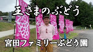 【王さまのぶどう】種ありぶどうを作る宮田ファミリーぶどう園