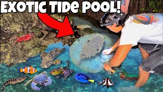 Netting RARE EXOTIC AQUARIUM Fish in TIDEPOOL!