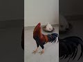 🥚என்னடி முட்டை போட்டுடியா🤣🤣 funny_chicken kozhi_koothugal trending youtubeshorts shortsfeed yt