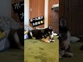 ボールの一人遊び shorts 柴犬 黒柴