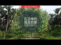 Vlog161【成长特别快】为何在 #榴莲园 边缘的树长得特别快? 带你们去看你们没看过的 #榴莲树 #榴莲计划 #榴莲种植