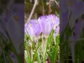 crocus one of the top spring flowers in my garden 🌷💜🥰