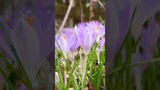 Crocus: One of the top Spring Flowers in my garden 🌷💜🥰