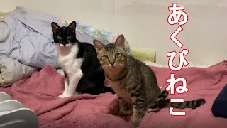 あくびねこ。あくびがシンクロするチコとチロＷ