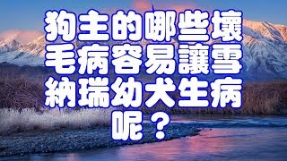 狗主的哪些壞毛病容易讓雪納瑞幼犬生病呢？