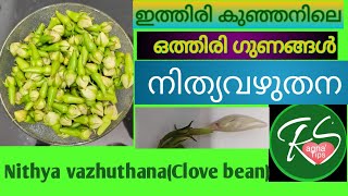 നിത്യവഴുതന( Clove beans ) | Nithya vazhuthana |