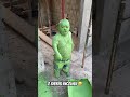 pililiu o mini sherek 🤣 sherek verde corverde anao comedy humor pililiu memes anão