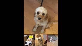 Cooper slideshow