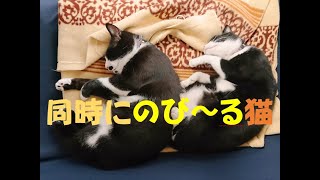 シンクロでのびをする兄弟猫