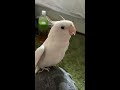 オカメインコ シオン チョコボのテーマ