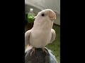 オカメインコ シオン チョコボのテーマ