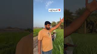 പുല്ല്‌ കൃഷി ചെയ്യുന്ന നാട് ❤️😁 GRASS SHARJAH