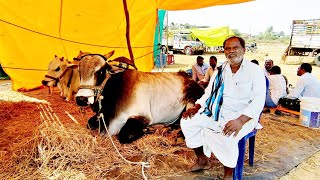 బిజినపల్లి సబ్ జూనియర్ విభాగం ఎద్దుల బండలాగుడు పోటీలు-లక్ష్మీ నారాయణ పెద్దోడి మల్దకల్ తెలంగాణ-oxen