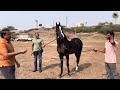 रिंग शो के लिये नाशिक से आया मारवाडी कॉल्ट मॅग्नस । marwadi colt magnus sarangkheda horse show